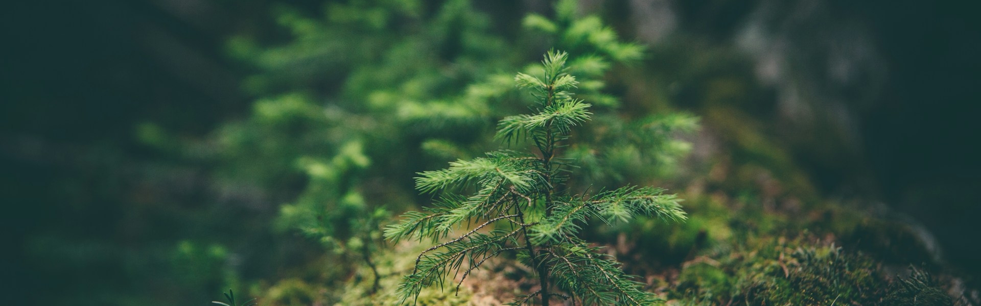 Close up of a tree sapling