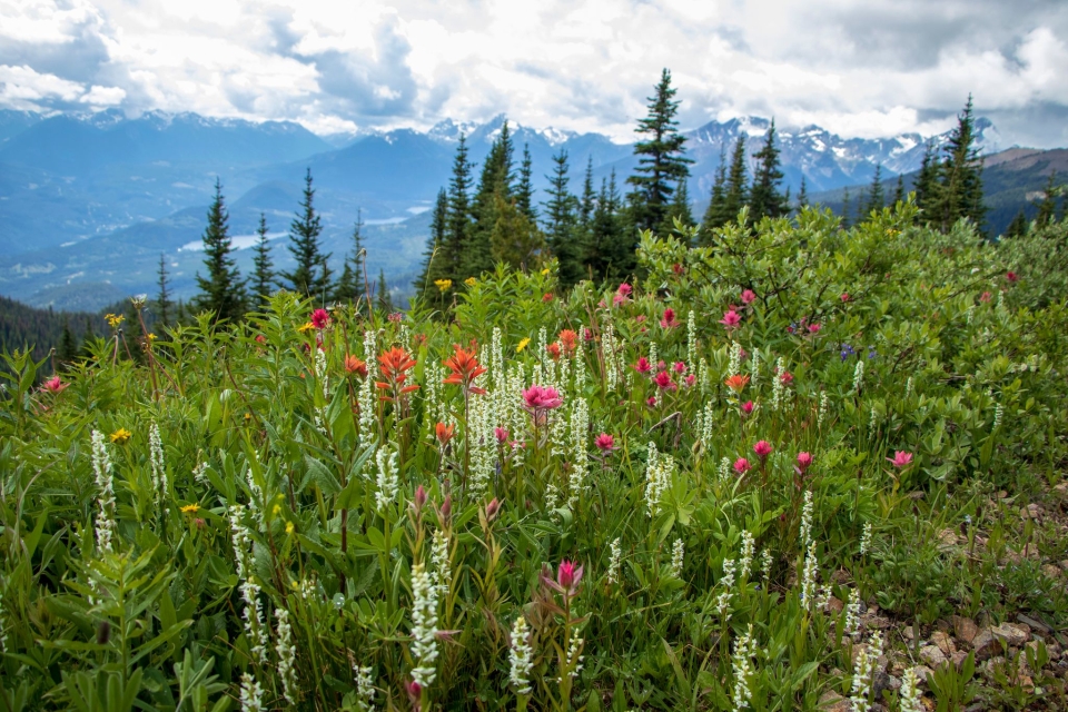 A field of wildflowers